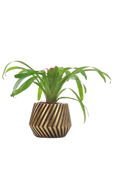 Evene Saksı Çiçek Kaktüs Saksısı Lüx 15 Cm Altın Eskitme Varak Boyalı Dişli Desen Saksı Çiçeklik ürün görseli 1