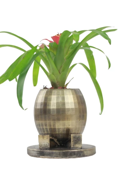 Evene Saksı Çiçek Kaktüs Saksısı Lüx 17 Cm Altın Eskitme Varak Boyalı Yuvarlak Ayaklı Saksı Çiçeklik ürün görseli 1