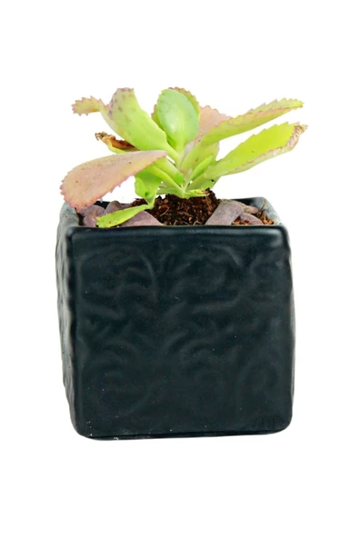 Evene Saksı Dekoratif Saksı Kaktüs Saksısı Sukulent Saksısı Küçük Saksı Model 45 Siyah Saksı ürün görseli 1