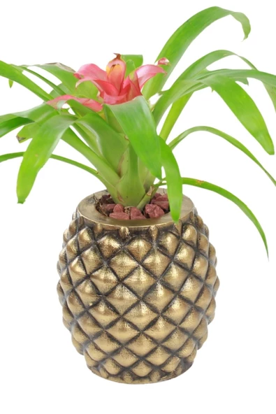 Stein Kohle Çiçek Saksısı Büyük Boy 1 Adet Altın Renk Eskitme Uygulamalı Ananas Model ürün görseli 1