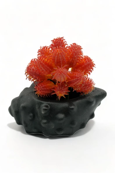 Evene Saksı Dekoratif Saksı Kaktüs Saksısı Sukulent Saksısı Küçük Saksı Model 18 Siyah Saksı ürün görseli 1