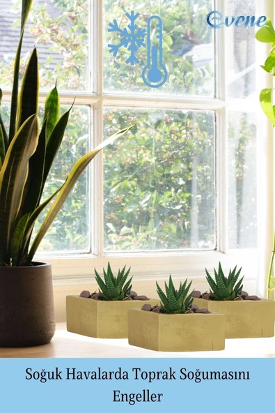 Evene Mini Çiçek Saksı Küçük Sukulent Altın Kaktüs Saksısı Dörtgen Yatay Model - Resim 5