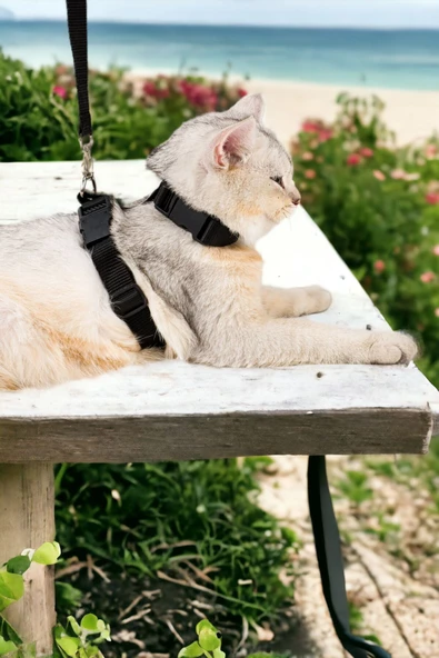 Viselia Kedi Tasması Boyun Göğüs Ayarlanabilir Sevk Kayışlı Gezdirme Seti ürün görseli
