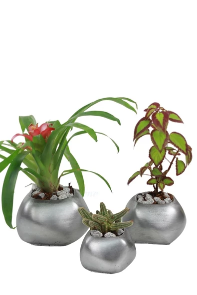 Evene Saksı Çiçek Kaktüs Saksısı Lüx 14 Cm Gümüş Eskitme Varak Boyalı Elips Desenli 3'lü Set Çiçeklik