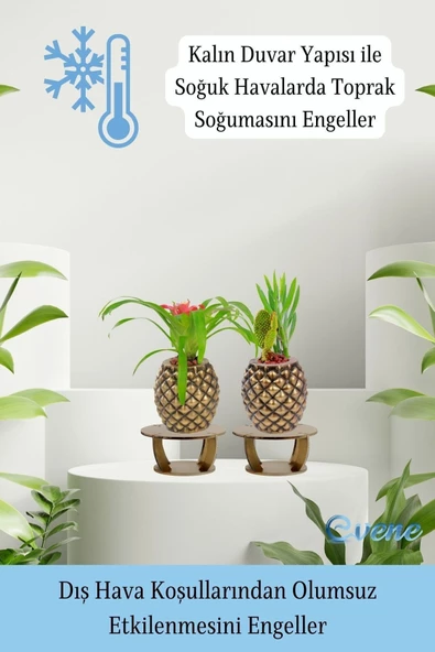 Evene Ahşap Ayaklı Beton Saksı Büyük Boy Set 2 Adet Altın Varak Boyalı Eskitmeli Ananas Model - 7