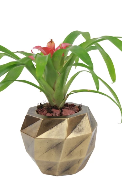 Stein Kohle Çiçek Saksısı Büyük Boy 1 Adet Altın Renk Eskitme Uygulamalı Dönen Poly Model ürün görseli 1