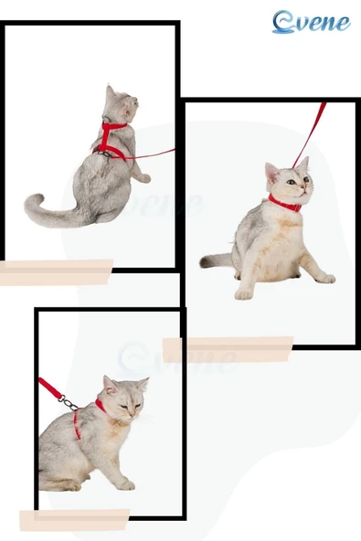 Evene Kedi Tasması Kedi Göğüs Bel Ayarlanabilir Dayanıklı Sağlam Tasma Kırmızı - Resim 8
