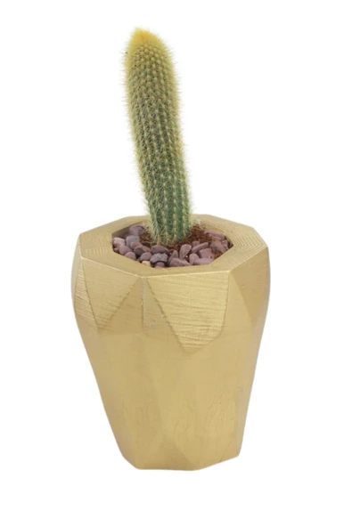 Stein Kohle Çiçek Saksısı Büyük Boy 1 Adet Altın Renk Uygulamalı Uzun Poly Model ürün görseli 1