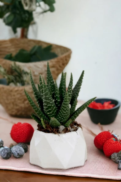 Viselia Kaktüs Saksısı Sukulent El Yapımı Saksı Balkon Çiçek Saksısı Ev Saksısı Saksı Model 7 Beyaz - Resim 6