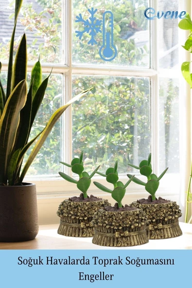 Evene Mini Çiçek Saksı Küçük Sukulent Altın Eskitme Kaktüs Saksısı Çiçekli Fiyonklu Model - Resim 5