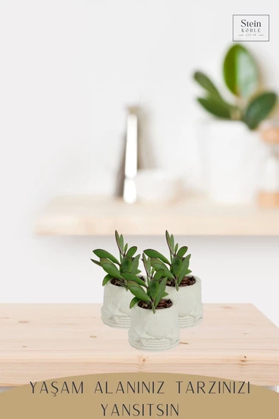 Stein Kohle Dekoratif Saksı Minik Kaktüs Saksısı Beyaz Renk 1 Adet Deniz Ürünlü Model - Resim 3