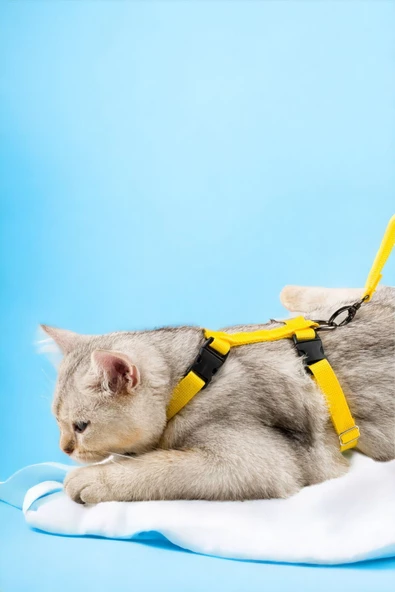 Viselia Kedi Tasması Boyun Göğüs Ayarlanabilir Sevk Kayışlı Gezdirme Seti
