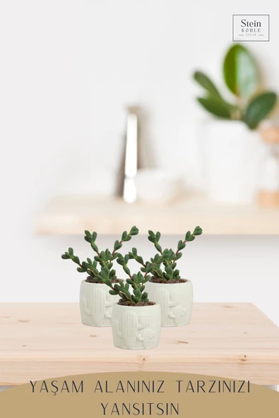 Stein Kohle Dekoratif Saksı Minik Kaktüs Saksısı Beyaz Renk 1 Adet Kaktüs Desenli Model - Resim 3