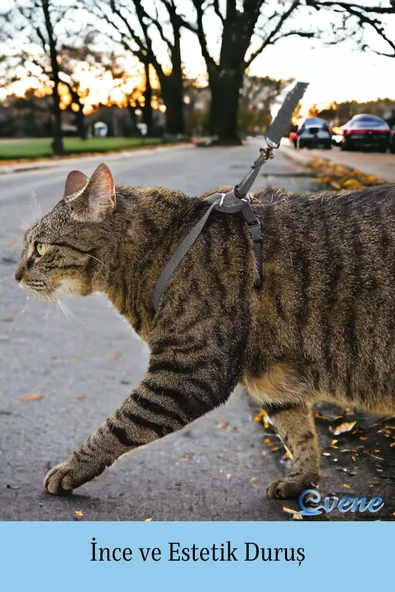 Evene Kedi Tasması Kedi Göğüs Bel Ayarlanabilir Dayanıklı Sağlam Tasma 1 cm İnce Kolon Gri - 5