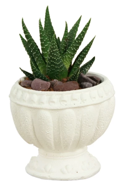 Stein Kohle Dekoratif Saksı Minik Kaktüs Saksısı Beyaz Renk 1 Adet Antika Model ürün görseli 1
