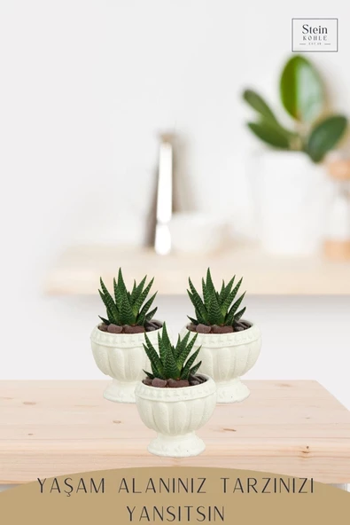 Stein Kohle Dekoratif Saksı Minik Kaktüs Saksısı Beyaz Renk 1 Adet Antika Model - Resim 2