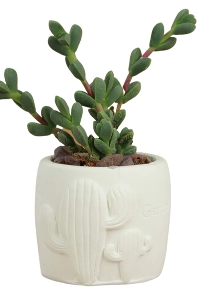 Stein Kohle Dekoratif Saksı Minik Kaktüs Saksısı Beyaz Renk 1 Adet Kaktüs Desenli Model ürün görseli 1