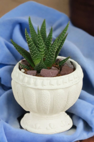 Kaktüs Saksı Dünyası El Yapımı Saksı Beyaz Dekoratif Saksı Küçük Boy Model 17 ürün görseli 1