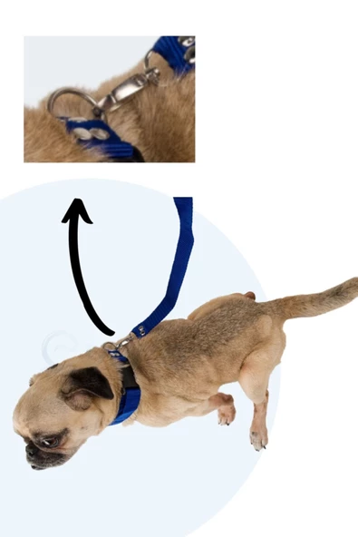 Evene Köpek Tasması Köpek Boyun Ayarlanabilir Evcil Hayvan Tasma Mavi - 4