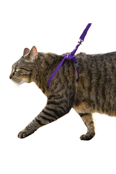 Evene Kedi Tasması Kedi Göğüs Bel Ayarlanabilir Dayanıklı Sağlam Tasma 1 cm İnce Kolon Mor