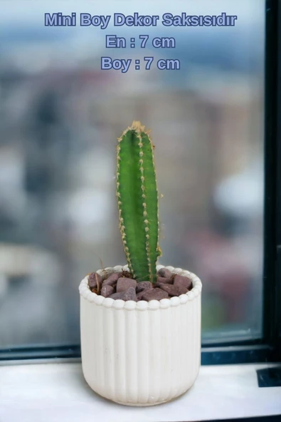 Kaktüs Saksı Dünyası El Yapımı Saksı Beyaz Dekoratif Saksı Küçük Boy Model 30 - Resim 2