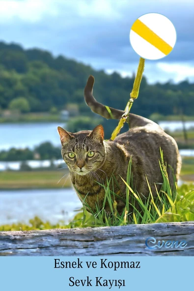 Evene Kedi Tasması Kedi Göğüs Bel Ayarlanabilir Dayanıklı Sağlam Tasma 1 cm İnce Kolon Sarı - Resim 4