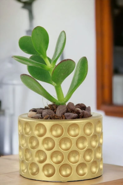 Viselia Kaktüs Saksısı Sukulent El Yapımı Saksı Balkon Çiçek Saksısı Ev Saksısı Saksı Model 12 Altın