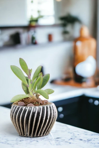 Viselia Kaktüs Saksısı Sukulent El Yapımı Saksı Balkon Çiçek Saksısı Ev Saksısı Saksı Model 13 Gümüş - Resim 4