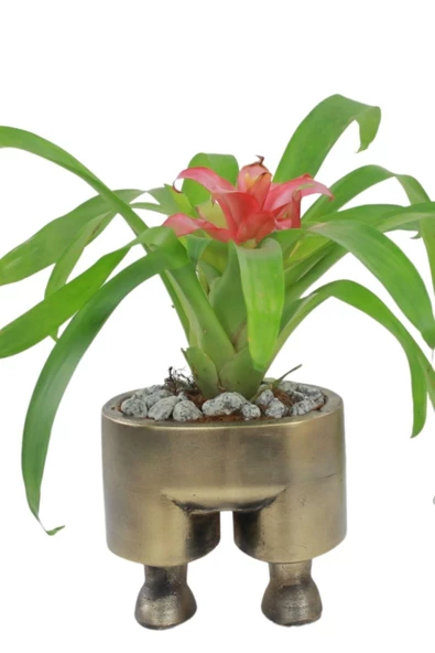 Stein Kohle Çiçek Saksısı Büyük Boy 1 Adet Altın Renk Eskitme Uygulamalı Pantolon Model