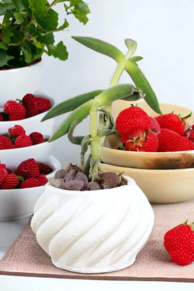 Viselia Kaktüs Saksısı Sukulent El Yapımı Saksı Balkon Çiçek Saksısı Ev Saksısı Saksı Model 4 Beyaz - Resim 6