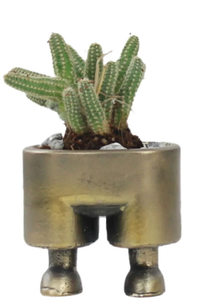 Stein Kohle Çiçek Saksısı Dekoratif Kaktüs Saksı 1 Adet Altın Renk Eskitme Uygulamalı Pantolon Model