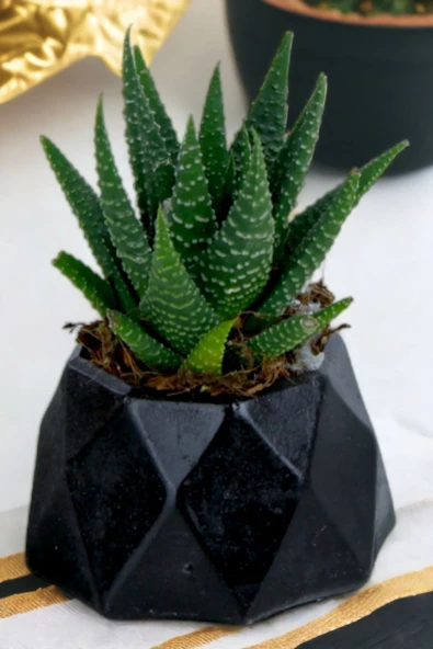 Kaktüs Saksı Dünyası El Yapımı Saksı Siyah dekoratif Saksı Küçük Boy Model 7 ürün görseli 1