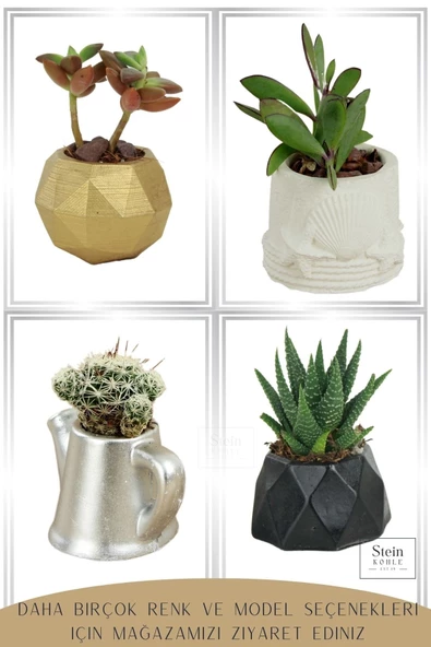 Stein Kohle Dekoratif Saksı Minik Kaktüs Saksısı Beyaz Renk 1 Adet Deniz Ürünlü Model - Resim 4