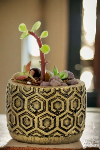 Viselia Kaktüs Saksısı Sukulent El Yapımı Saksı Balkon Çiçek Saksısı Ev Saksısı Saksı Model 2 Altın ürün görseli 1