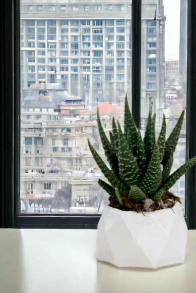 Viselia Kaktüs Saksısı Sukulent El Yapımı Saksı Balkon Çiçek Saksısı Ev Saksısı Saksı Model 7 Beyaz - Resim 5