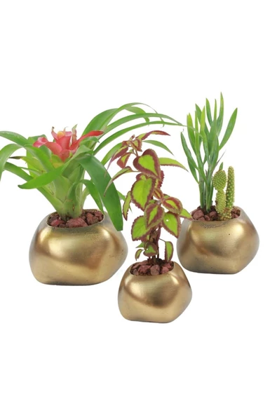 Evene Saksı Çiçek Kaktüs Saksısı Lüx 14 Cm Altın Eskitme Varak Boyalı Elips Desenli 3'lü Set Çiçeklik ürün görseli 1