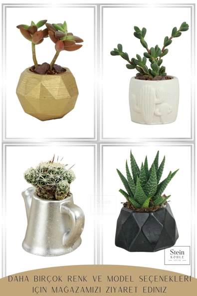 Stein Kohle Dekoratif Saksı Minik Kaktüs Saksısı Beyaz Renk 1 Adet Kaktüs Desenli Model - Resim 4