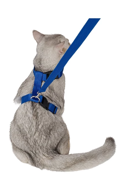 Evene Kedi Tasması Kedi Göğüs Bel Ayarlanabilir Dayanıklı Sağlam Tasma Mavi ürün görseli 1