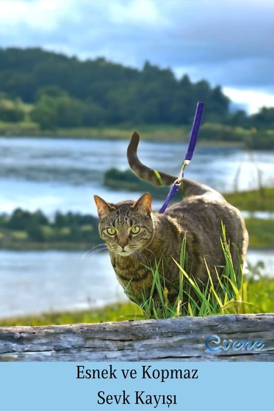 Evene Kedi Tasması Kedi Göğüs Bel Ayarlanabilir Dayanıklı Sağlam Tasma 1 cm İnce Kolon Mor - 4