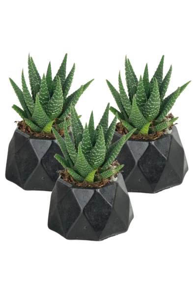 Stein Kohle Dekoratif Saksı Minik Kaktüs Saksısı Siyah Renk 3 Adet Saksı Seti Mini Poly 1 Model ürün görseli 1
