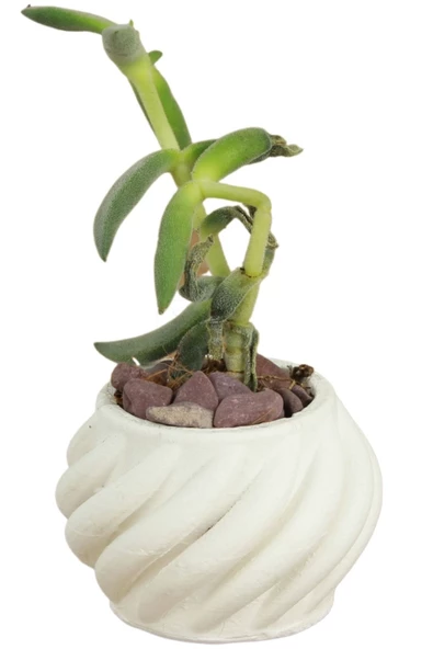 Stein Kohle Dekoratif Saksı Minik Kaktüs Saksısı Beyaz Renk 1 Adet Kalın Çizgili Spiral Model ürün görseli 1