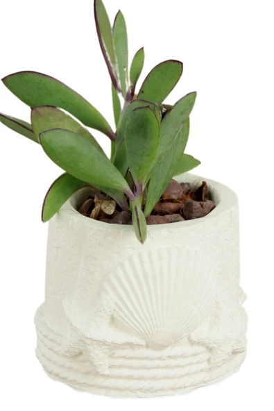 Stein Kohle Dekoratif Saksı Minik Kaktüs Saksısı Beyaz Renk 1 Adet Deniz Ürünlü Model ürün görseli 1