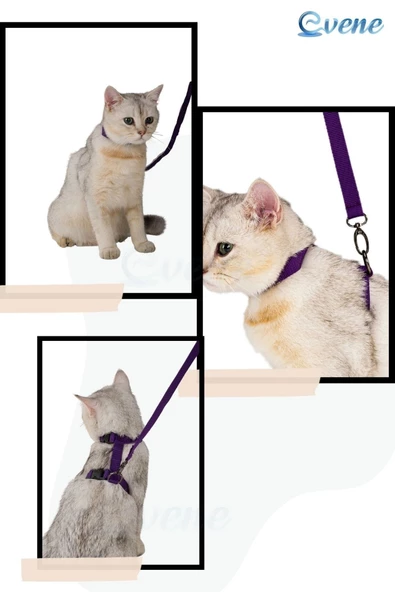 Evene Kedi Tasması Kedi Göğüs Bel Ayarlanabilir Dayanıklı Sağlam Tasma Mor - Resim 8