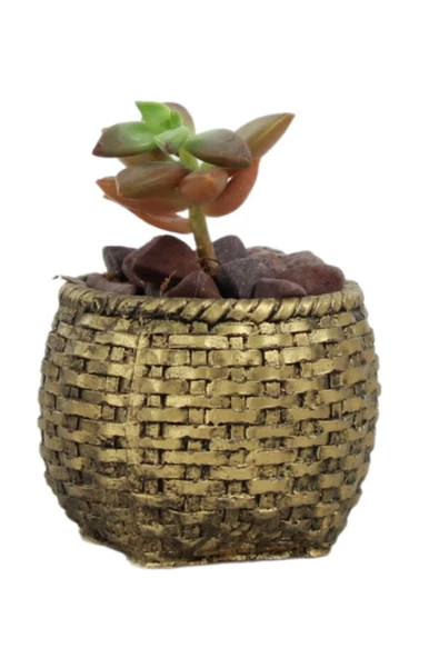 Evene Mini Çiçek Saksı Küçük Sukulent Altın Eskitme Kaktüs Saksısı Sepet Örgü Saksı Model ürün görseli 1