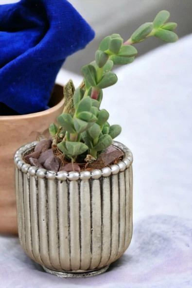 Kaktüs Saksı Dünyası El Yapımı Saksı Gümüş Eskitme Dekoratif Saksı Küçük Boy Model 30 ürün görseli 1