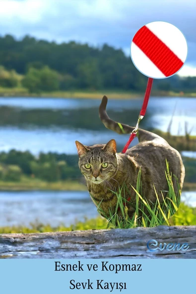 Evene Kedi Tasması Kedi Göğüs Bel Ayarlanabilir Dayanıklı Sağlam Tasma 1 cm İnce Kolon Kırmızı - 4