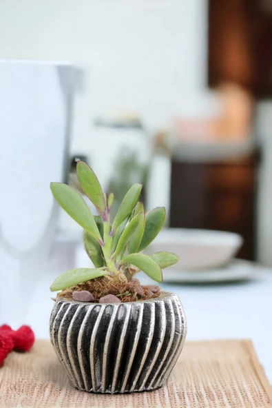 Viselia Kaktüs Saksısı Sukulent El Yapımı Saksı Balkon Çiçek Saksısı Ev Saksısı Saksı Model 13 Gümüş - Resim 6