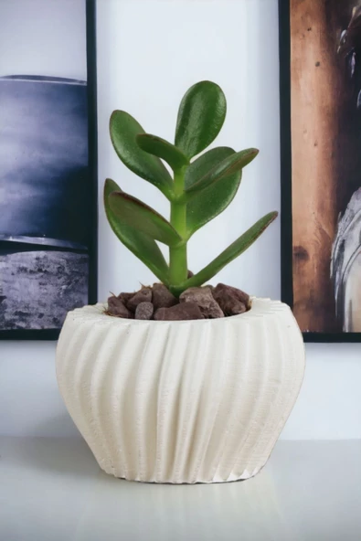 Viselia Kaktüs Saksısı Sukulent El Yapımı Saksı Balkon Çiçek Saksısı Ev Saksısı Saksı Model 13 Beyaz ürün görseli 1