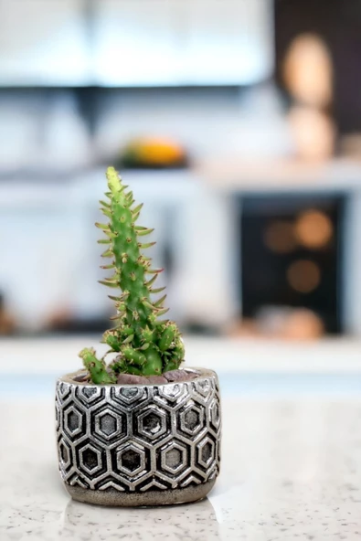 Viselia Kaktüs Saksısı Sukulent El Yapımı Saksı Balkon Çiçek Saksısı Ev Saksısı Saksı Model 2 Gümüş - 4