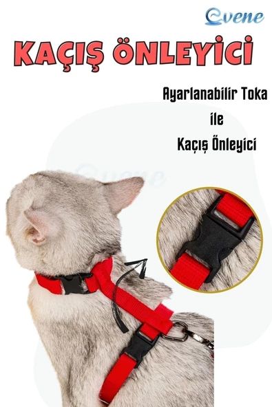 Evene Kedi Tasması Kedi Göğüs Bel Ayarlanabilir Dayanıklı Sağlam Tasma Kırmızı - Resim 4